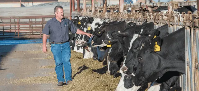 奶农从牛身边走过